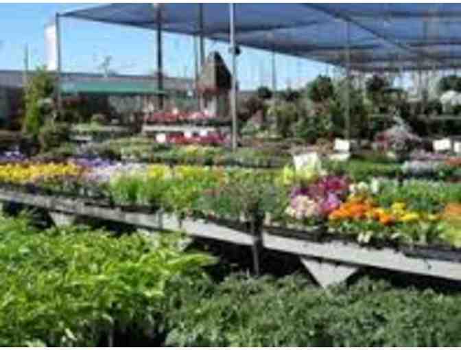 $50 Gift Certificate to Merrihew's Sunset Garden