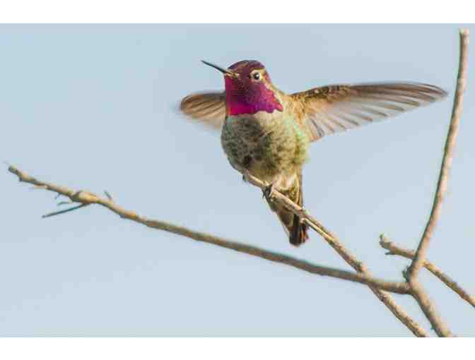 Wildlife Photography Class with Photographer at Arastadero Preserve - Saturday, May 16,