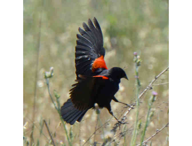 Wildlife Photography Class with Photographer at Arastadero Preserve - Saturday, May 16,