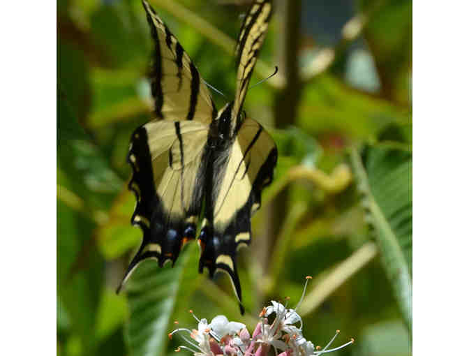 Wildlife Photography Class with Photographer at Arastadero Preserve - Saturday, May 16,