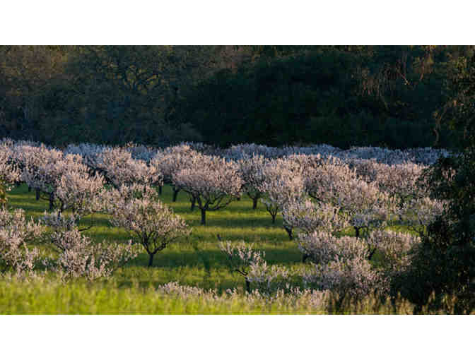 Private Apricot Picking at David Packard's Orchard for up to 3 Families