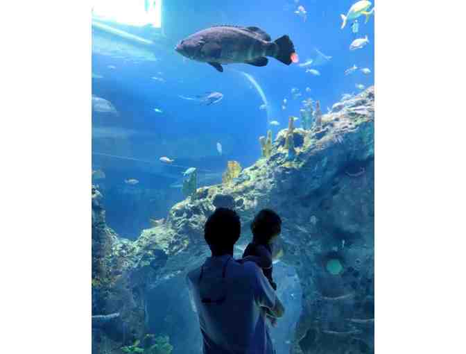 Mississippi Aquarium